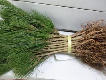 根引きの門松｜「ポピー」　（京都府八幡市の花キューピット加盟店 花屋）のブログ