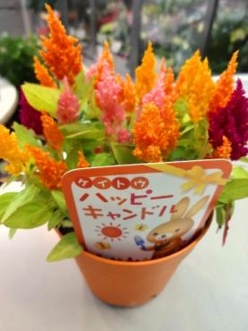 とりあえずドタバタしています（臨時鉢苗物）｜「ポピー」　（京都府八幡市の花キューピット加盟店 花屋）のブログ