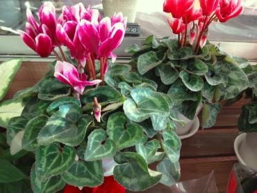 シクラメン祭りだー！！｜「ポピー」　（京都府八幡市の花キューピット加盟店 花屋）のブログ