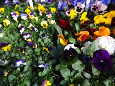 昨日の鉢苗物仕入れ情報（多肉植物）｜「ポピー」　（京都府八幡市の花キューピット加盟店 花屋）のブログ