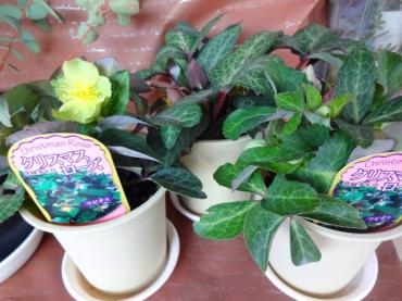 昨日の鉢物入荷情報（クリスマスローズ・カランコエ・チューリップ等）｜「ポピー」　（京都府八幡市の花キューピット加盟店 花屋）のブログ
