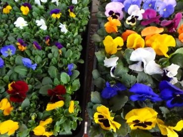 鉢物入荷情報（花かんざし・水仙・特価のパンジー）｜「ポピー」　（京都府八幡市の花キューピット加盟店 花屋）のブログ