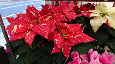 鉢物が入荷致しました～☆｜「フラワーショップ花よど」　（熊本県天草市の花キューピット加盟店 花屋）のブログ