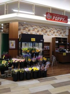 ポピー　マツモトくずは北店オープン！！｜「ポピー」　（京都府八幡市の花キューピット加盟店 花屋）のブログ