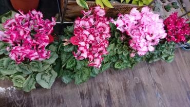 鉢物入荷しました☆お歳暮などにいかがでしょう☆｜「フラワーショップ花よど」　（熊本県天草市の花キューピット加盟店 花屋）のブログ