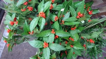 お花が入荷致しました☆｜「フラワーショップ花よど」　（熊本県天草市の花キューピット加盟店 花屋）のブログ