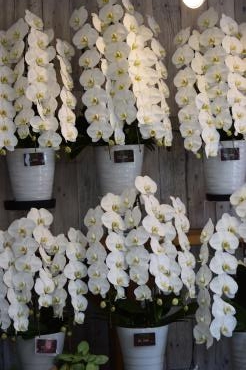 新盆・初盆の胡蝶蘭｜「フラワーショップ花よど」　（熊本県天草市の花キューピット加盟店 花屋）のブログ