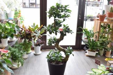 観葉植物♪｜「フラワーショップ花よど」　（熊本県天草市の花キューピット加盟店 花屋）のブログ