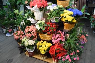 母の日目前です♪～天草市の花屋　フラワーショップ花よど～｜「フラワーショップ花よど」　（熊本県天草市の花キューピット加盟店 花屋）のブログ