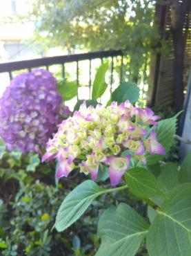 ドアストッパーの設置に思わぬ苦戦・・・｜「ポピー」　（京都府八幡市の花キューピット加盟店 花屋）のブログ