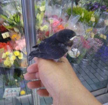 ツバメのヒナが落ちてきた｜「ポピー」　（京都府八幡市の花キューピット加盟店 花屋）のブログ