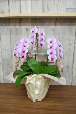 胡蝶蘭～天草市の花屋　フラワーショップ花よど～｜「フラワーショップ花よど」　（熊本県天草市の花キューピット加盟店 花屋）のブログ