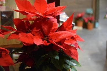 クリスマス♪｜「フラワーショップ花よど」　（熊本県天草市の花キューピット加盟店 花屋）のブログ