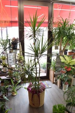観葉植物のお届けです(^^♪｜「フラワーショップ花よど」　（熊本県天草市の花キューピット加盟店 花屋）のブログ