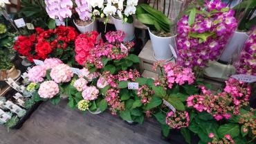 花鉢が入荷致しました☆｜「フラワーショップ花よど」　（熊本県天草市の花キューピット加盟店 花屋）のブログ