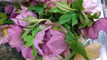 昨日に引き続き・・・｜「フラワーショップ花よど」　（熊本県天草市の花キューピット加盟店 花屋）のブログ