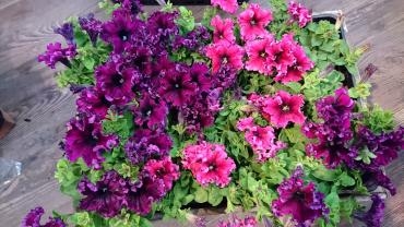 苗物紹介☆｜「フラワーショップ花よど」　（熊本県天草市の花キューピット加盟店 花屋）のブログ