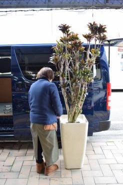 特大パープルコンパクタ｜「フラワーショップ花よど」　（熊本県天草市の花キューピット加盟店 花屋）のブログ