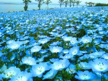 一面のネモフィラブルー見に行ってきました｜「ポピー」　（京都府八幡市の花キューピット加盟店 花屋）のブログ