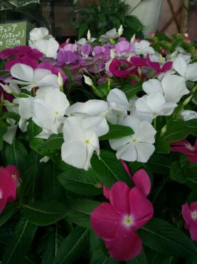 今からまだまだの苗物｜「ポピー」　（京都府八幡市の花キューピット加盟店 花屋）のブログ