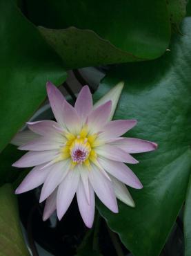 珍しい花達｜「ポピー」　（京都府八幡市の花キューピット加盟店 花屋）のブログ