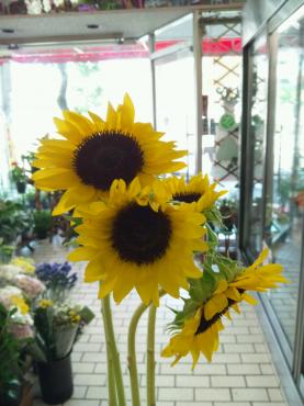 ひまわりにも色々あります｜「ポピー」　（京都府八幡市の花キューピット加盟店 花屋）のブログ