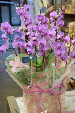 ミニ胡蝶蘭のお届け｜「フラワーショップ花よど」　（熊本県天草市の花キューピット加盟店 花屋）のブログ