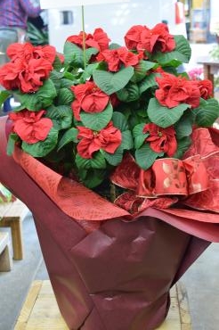 ポインセチア‘‘ウィンターローズ‘‘｜「フラワーショップ花よど」　（熊本県天草市の花キューピット加盟店 花屋）のブログ