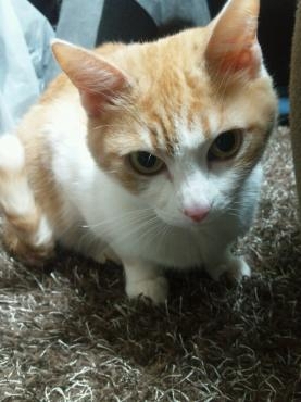 あたし、ねこ｜「ポピー」　（京都府八幡市の花キューピット加盟店 花屋）のブログ
