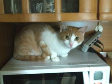 ねこは変な場所が好き｜「ポピー」　（京都府八幡市の花キューピット加盟店 花屋）のブログ