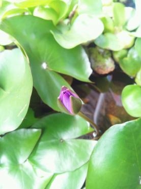 去年の熱帯水連が咲いてきた｜「ポピー」　（京都府八幡市の花キューピット加盟店 花屋）のブログ