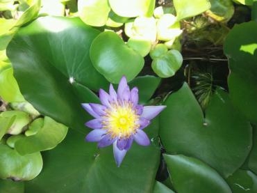 睡蓮とメダカ｜「ポピー」　（京都府八幡市の花キューピット加盟店 花屋）のブログ