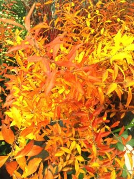 紅葉雪柳｜「ポピー」　（京都府八幡市の花キューピット加盟店 花屋）のブログ