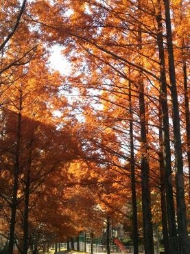 配達先での紅葉した木　これって何の木？｜「ポピー」　（京都府八幡市の花キューピット加盟店 花屋）のブログ