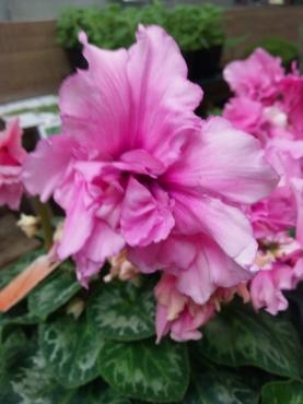 売り出し初日からありがとうございます｜「ポピー」　（京都府八幡市の花キューピット加盟店 花屋）のブログ