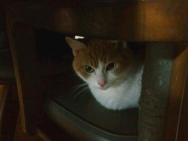 ウチの猫の夜の行動｜「ポピー」　（京都府八幡市の花キューピット加盟店 花屋）のブログ