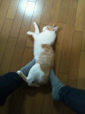 ハッピーキャッツデー｜「ポピー」　（京都府八幡市の花キューピット加盟店 花屋）のブログ