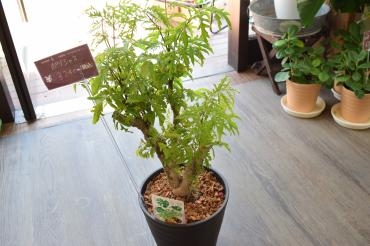 鉢物入荷　～天草市の花屋　フラワーショップ花よど～｜「フラワーショップ花よど」　（熊本県天草市の花キューピット加盟店 花屋）のブログ