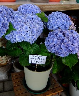 本日入荷の苗物情報｜「ポピー」　（京都府八幡市の花キューピット加盟店 花屋）のブログ