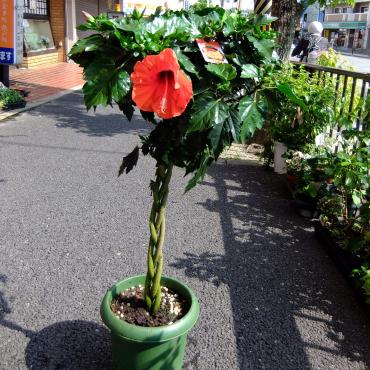 ハイビスカスのスタンド花｜「ポピー」　（京都府八幡市の花キューピット加盟店 花屋）のブログ