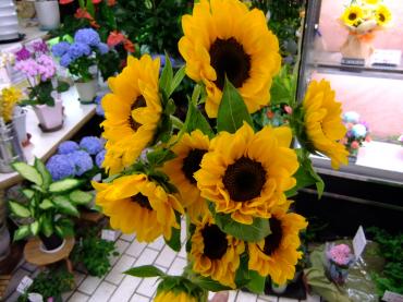 ひまわり・ビンセント（ってなぜビンセントだと思います？）｜「ポピー」　（京都府八幡市の花キューピット加盟店 花屋）のブログ