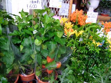 鬼灯と書いて・・・｜「ポピー」　（京都府八幡市の花キューピット加盟店 花屋）のブログ