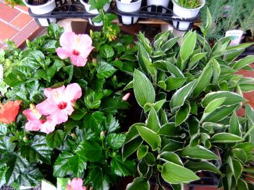 話題のギボウシ｜「ポピー」　（京都府八幡市の花キューピット加盟店 花屋）のブログ