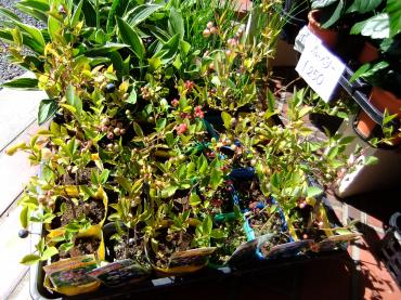 ブルーベリーとデュランタ｜「ポピー」　（京都府八幡市の花キューピット加盟店 花屋）のブログ