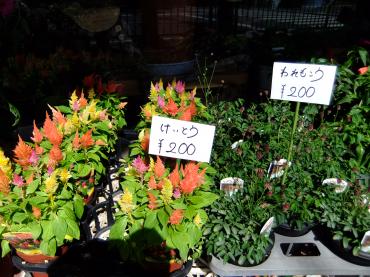 早くも秋らしい花鉢｜「ポピー」　（京都府八幡市の花キューピット加盟店 花屋）のブログ