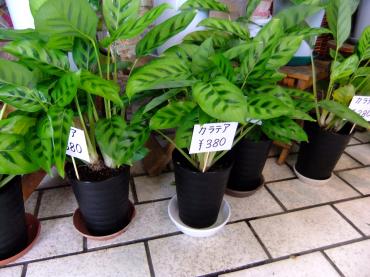 カラテア｜「ポピー」　（京都府八幡市の花キューピット加盟店 花屋）のブログ