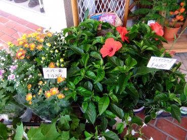 スプレー菊とハイビスカス｜「ポピー」　（京都府八幡市の花キューピット加盟店 花屋）のブログ