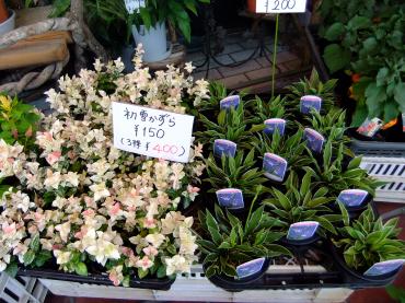夏に初雪｜「ポピー」　（京都府八幡市の花キューピット加盟店 花屋）のブログ