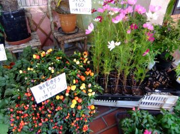 コスモス初入荷｜「ポピー」　（京都府八幡市の花キューピット加盟店 花屋）のブログ