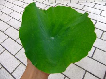 ハスの葉とおもちゃかぼちゃ入荷｜「ポピー」　（京都府八幡市の花キューピット加盟店 花屋）のブログ